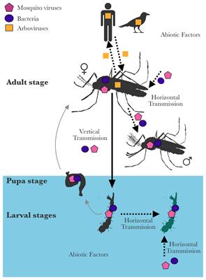 Symbiotic Interactions Between Mosquitoes and Mosquito Viruses